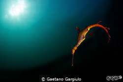 A plunge into darkness... by Gaetano Gargiulo 